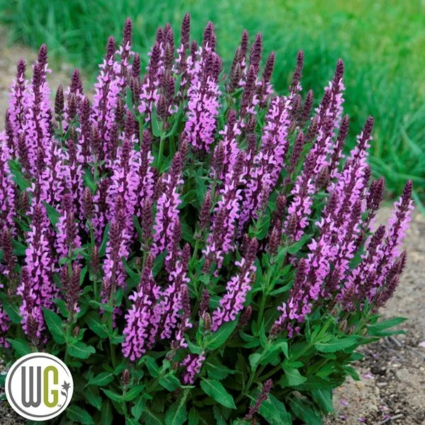 SALVIA 'PINK PROFUSION'®' 3 SALVIA 'PINK PROFUSION'®'