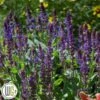 SALVIA 'VIOLET RIOT'®' -Kinderlan Butik Salvia20Violet