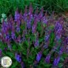 SALVIA 'VIOLET PROFUSION'®' -Kinderlan Butik Salvia20Violet20profusion