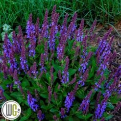 SALVIA 'VIOLET PROFUSION'®'