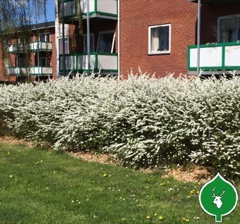 Snedrivebusk `Grefsheim` 3 Snedrivebusk `Grefsheim`