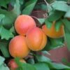 Abrikos `Orangered` -Kinderlan Butik abrikos20orangered