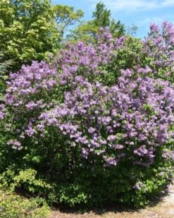 Alm. Syren 50 - 80 Cm