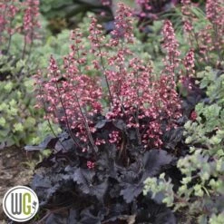 Alundrod 'TIMELESS NIGHT'®'