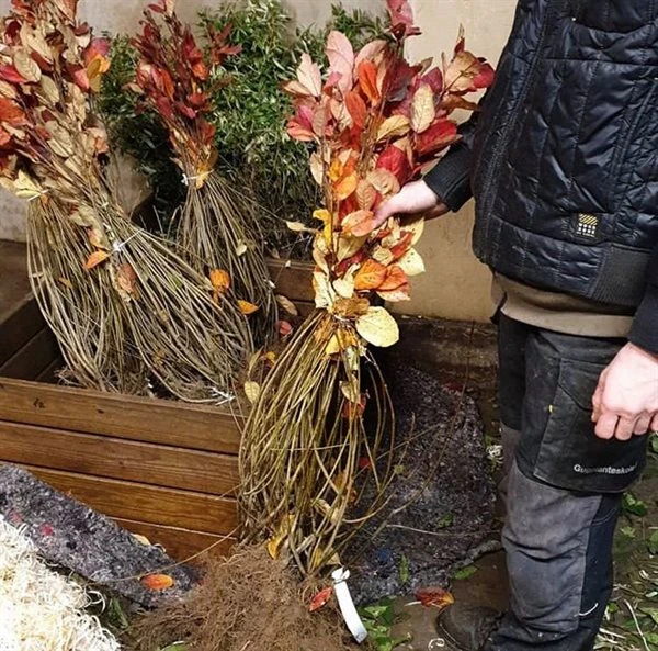 Surbær - Aronia 50 - 80 Cm 3 Surbær - Aronia 50 - 80 Cm