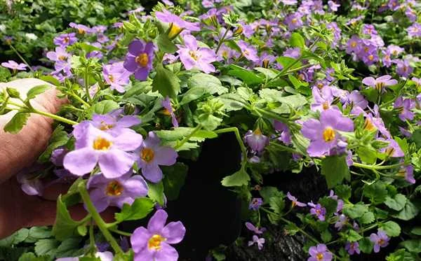 Bacoba - Blå 3 Bacoba - Blå