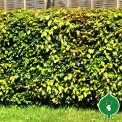 Bøgehæk 50 - 80 Cm