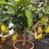 Citrus Træ - Citron -Kinderlan Butik citron20plante