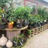 Citrusplanter I Planteskolen 1 Citrusplanter I Planteskolen -Kinderlan Butik citrus20traeer20Havens20Dag