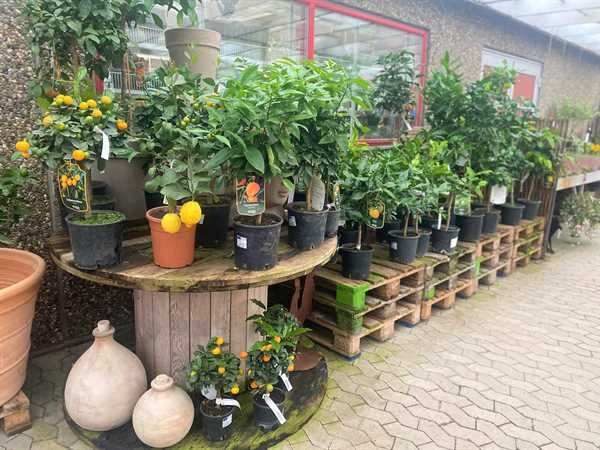 Citrusplanter I Planteskolen 3 Citrusplanter I Planteskolen