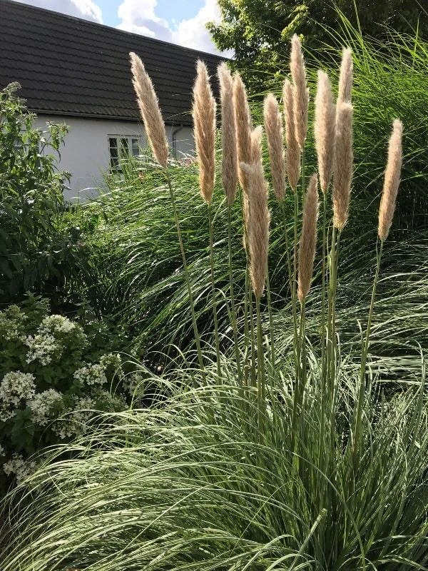 Pampasgræs `Patagonia` 2 Pampasgræs `Patagonia`