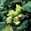 Hassel -Kinderlan Butik corylus avellana florainfo