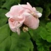 Dronning Ingrid Pelargonie -Kinderlan Butik dr20ingridweb
