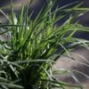 Japansk Star Græs (Carex Morrowii) `Ice Dance` -Kinderlan Butik japansk20star20graes