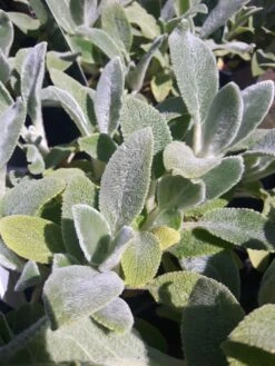 Lammeøre "Silver Carpet"