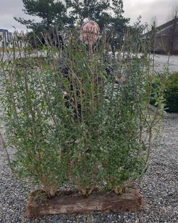 1 M Nemhæk Liguster 125 Cm 3 1 M Nemhæk Liguster 125 Cm