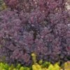 Stenurt (sedum) 3 L. Potte -Kinderlan Butik sedum20gugplanteskole