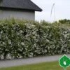 Buketspiraea Vanhouttei -Kinderlan Butik spiraea20vonhouttei20haek