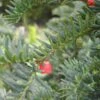 Taxus Baccata 'Hjorthede' -Kinderlan Butik taxus20bac