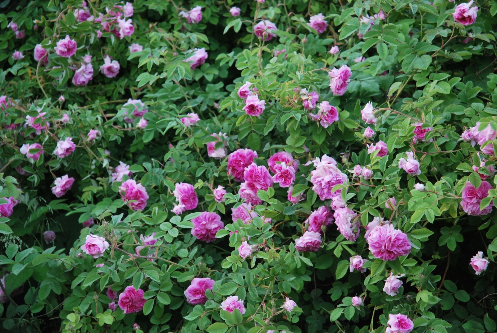 Kinderlan Butik -Kinderlan Butik 7 15de4ee1 bcb9 4f1a 8fed 2f71a654c8e4