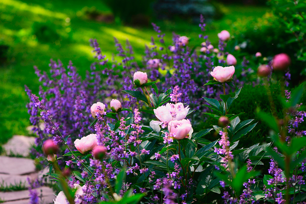 Kinderlan Butik -Kinderlan Butik Stauder der blomstrer hele sommeren